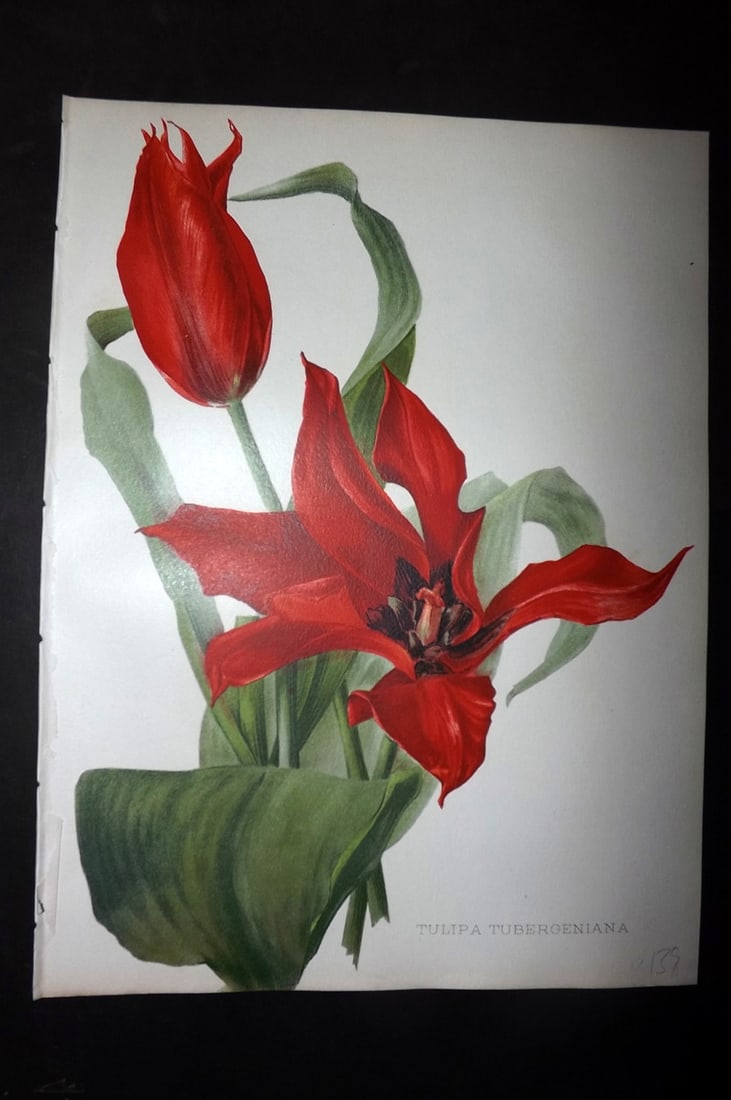 Moon, H. G. 1905 Botanical Print. Tulipa Tubergeniana. Tulip (1 of 1)