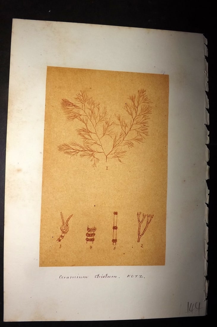 Original Art C1875 Seaweed. Ceranium Strictum 39: Pen, Ink and/or Watercolour Made in C1875, England for a privately created work on British Seaweeds by an unknown but Gifted Artist. Each drawing with accompanying descriptive manuscript plate, also f