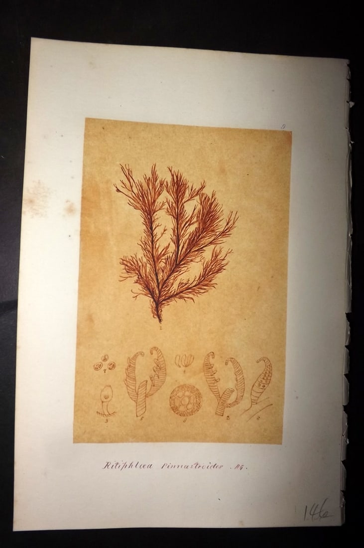 Original Art C1875 Seaweed. Rytiphlaea Pinnastroides 09: Pen, Ink and/or Watercolour Made in C1875, England for a privately created work on British Seaweeds by an unknown but Gifted Artist. Each drawing with accompanying descriptive manuscript plate, also f