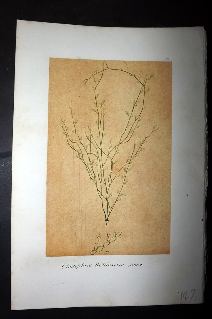 Original Art C1875 Seaweed. Cladophora Hutchinsiae 10: Pen, Ink and/or Watercolour Made in C1875, England for a privately created work on British Seaweeds by an unknown but Gifted Artist. Each drawing with accompanying descriptive manuscript plate, also f