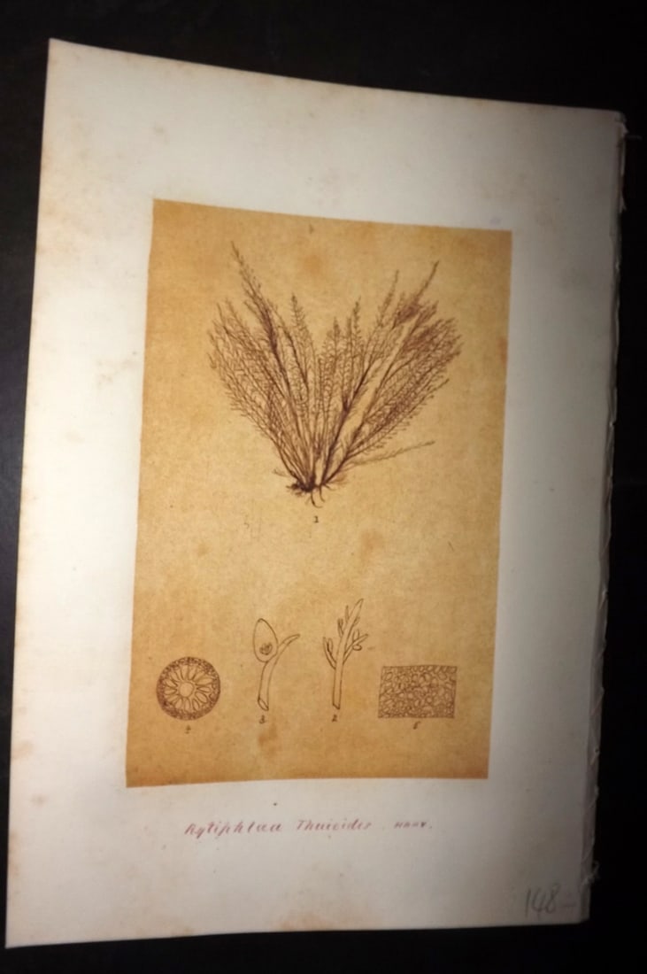 Original Art C1875 Seaweed. Rytiphlaea Thuyoides 10: Pen, Ink and/or Watercolour Made in C1875, England for a privately created work on British Seaweeds by an unknown but Gifted Artist. Each drawing with accompanying descriptive manuscript plate, also f