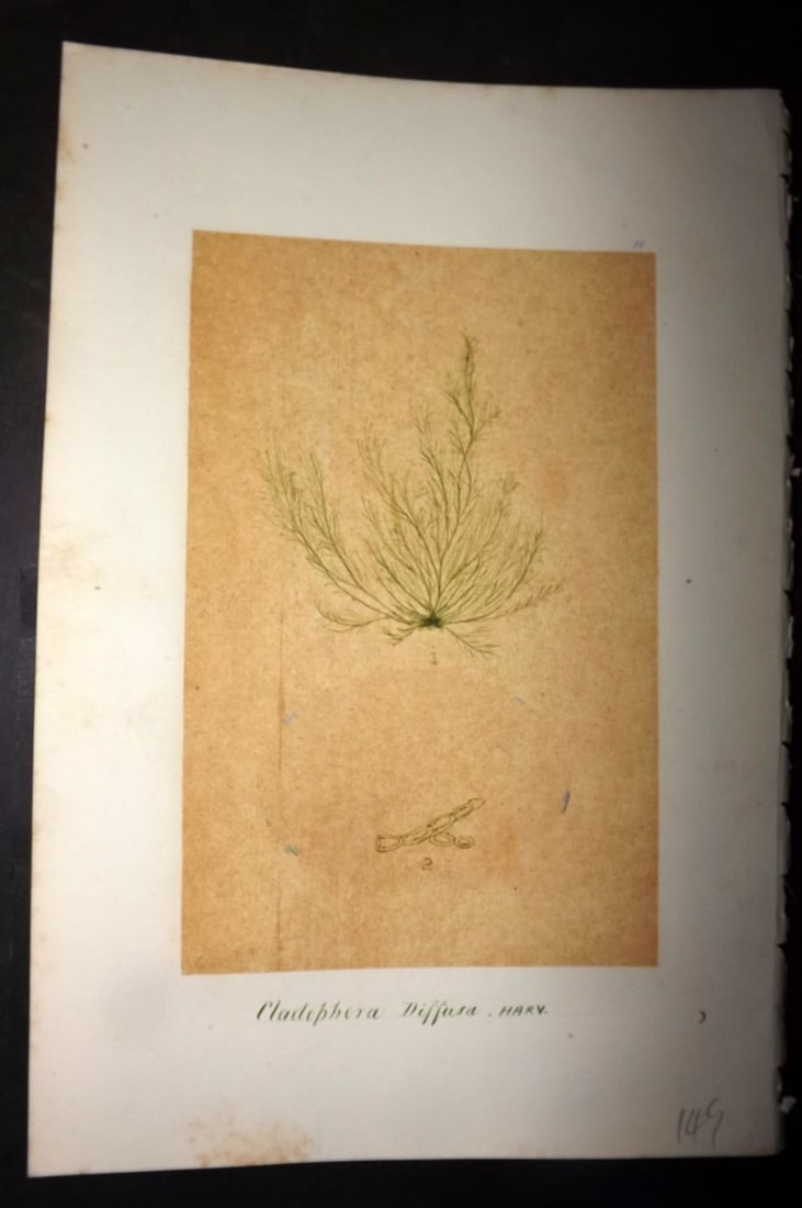 Original Art C1875 Seaweed. Cladophora Diffusa 11: Pen, Ink and/or Watercolour Made in C1875, England for a privately created work on British Seaweeds by an unknown but Gifted Artist. Each drawing with accompanying descriptive manuscript plate, also f