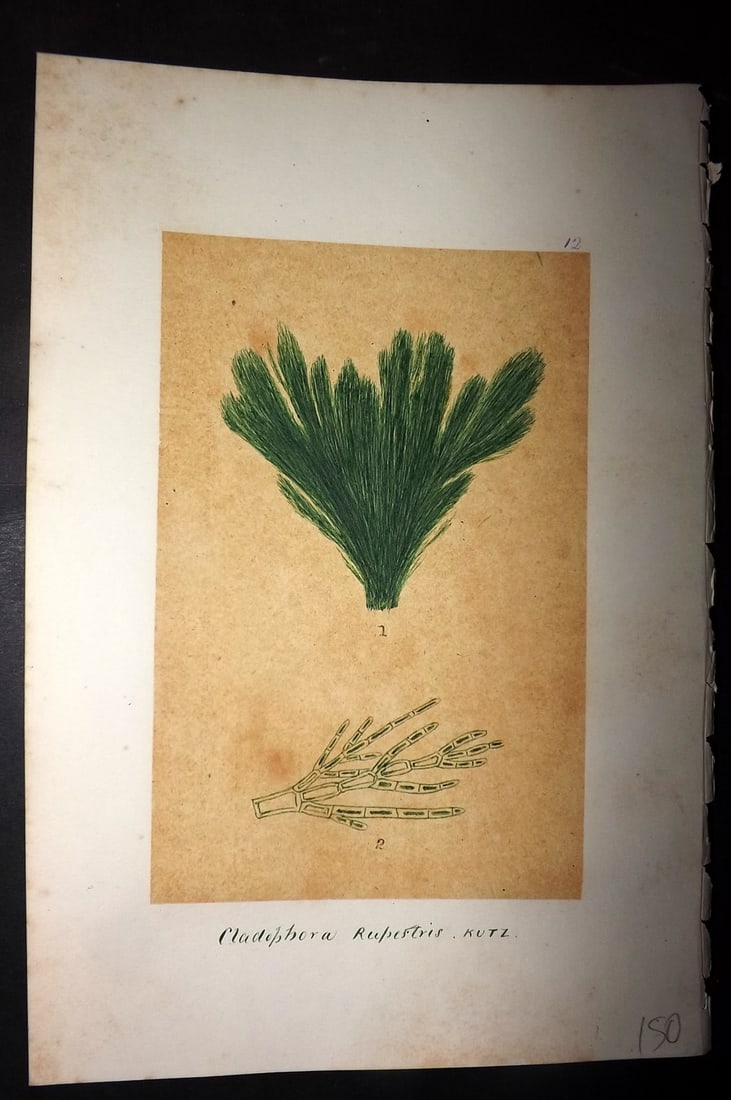 Original Art C1875 Seaweed. Cladophora Rupestris 12: Pen, Ink and/or Watercolour Made in C1875, England for a privately created work on British Seaweeds by an unknown but Gifted Artist. Each drawing with accompanying descriptive manuscript plate, also f
