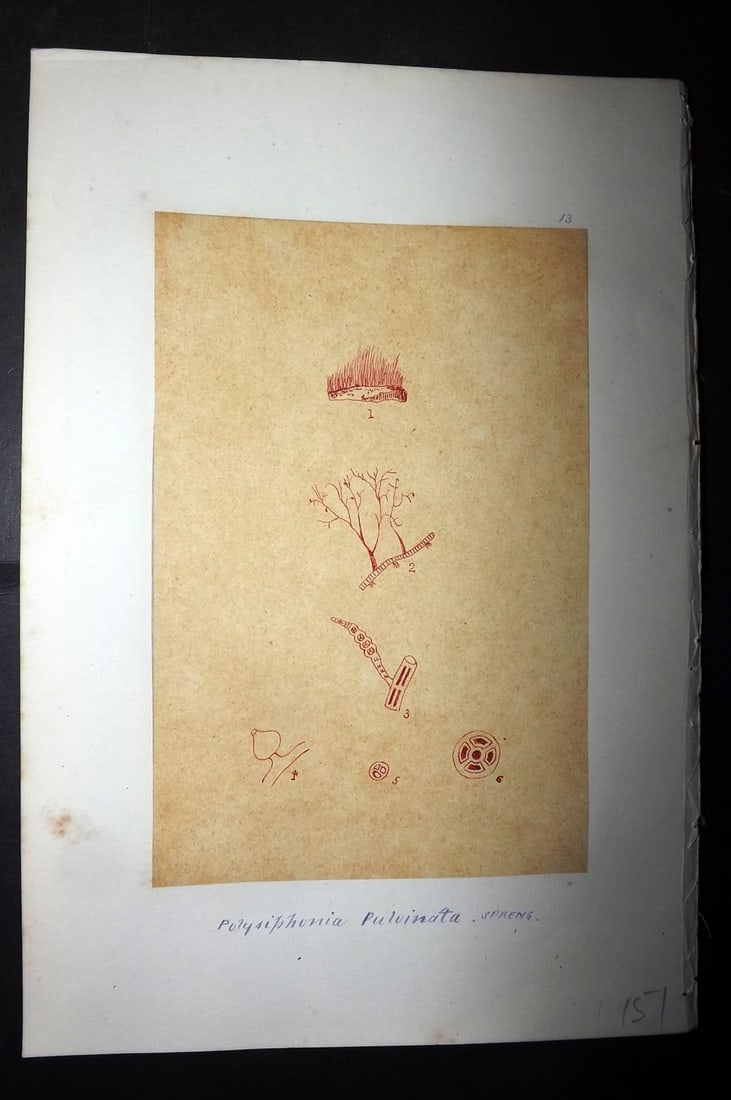 Original Art C1875 Seaweed. Polysiphonia Pulvinata 13: Pen, Ink and/or Watercolour Made in C1875, England for a privately created work on British Seaweeds by an unknown but Gifted Artist. Each drawing with accompanying descriptive manuscript plate, also f
