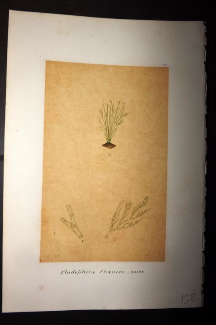 Original Art C1875 Seaweed. Cladophora Flexuosa 14: Pen, Ink and/or Watercolour Made in C1875, England for a privately created work on British Seaweeds by an unknown but Gifted Artist. Each drawing with accompanying descriptive manuscript plate, also f