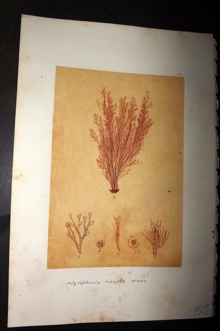 Original Art C1875 Seaweed. Polysiphonia Fibrata 14: Pen, Ink and/or Watercolour Made in C1875, England for a privately created work on British Seaweeds by an unknown but Gifted Artist. Each drawing with accompanying descriptive manuscript plate, also f