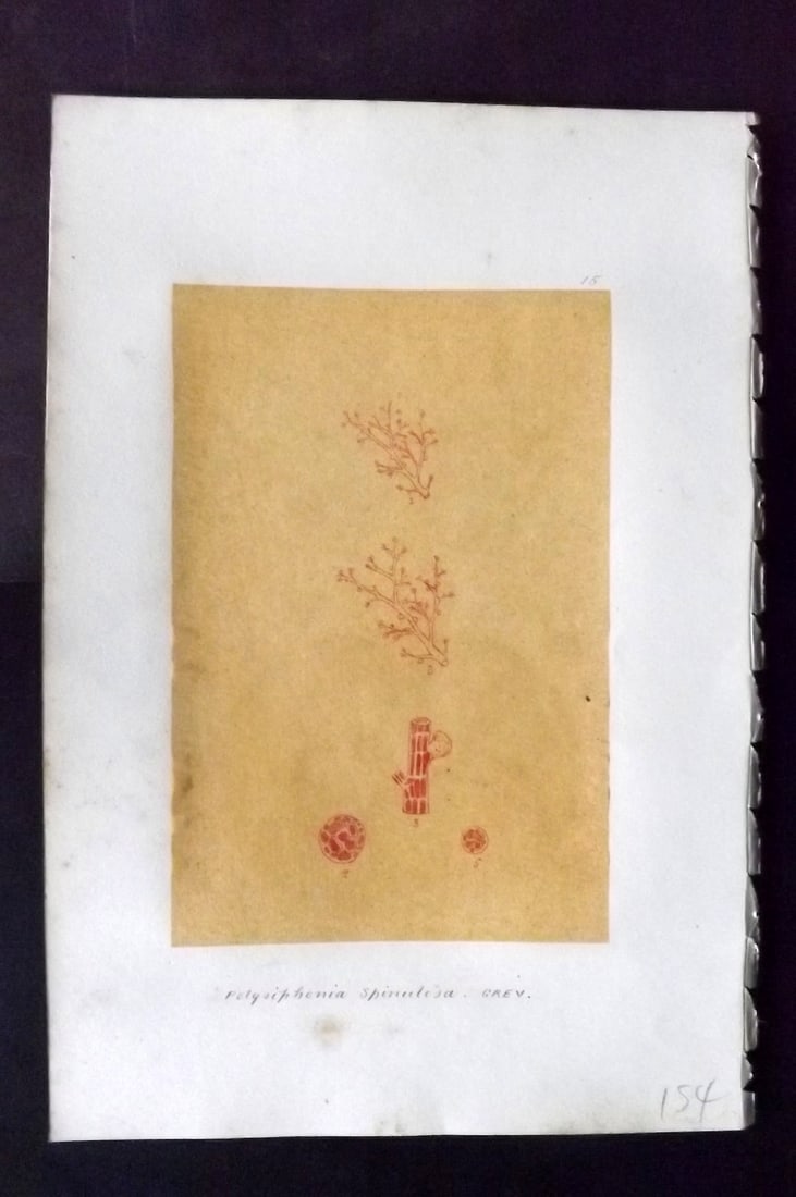 Original Art C1875 Seaweed. Polysiphonia Spinulosa 15: Pen, Ink and/or Watercolour Made in C1875, England for a privately created work on British Seaweeds by an unknown but Gifted Artist. Each drawing with accompanying descriptive manuscript plate, also f