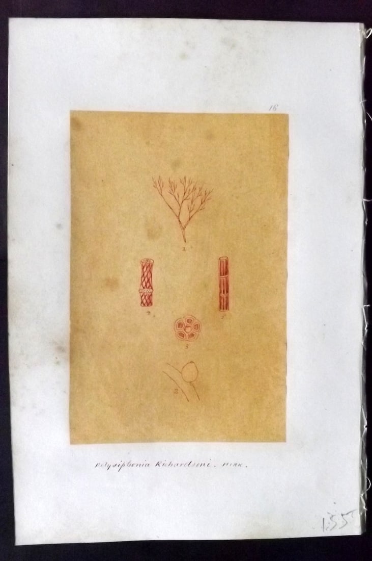 Original Art C1875 Seaweed. Polysiphonia Richardsoni 16: Pen, Ink and/or Watercolour Made in C1875, England for a privately created work on British Seaweeds by an unknown but Gifted Artist. Each drawing with accompanying descriptive manuscript plate, also f