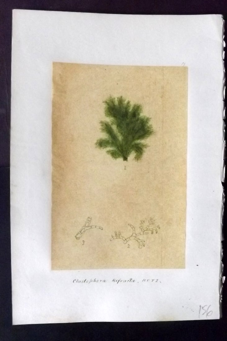 Original Art C1875 Seaweed. Cladophora Refracta 17: Pen, Ink and/or Watercolour Made in C1875, England for a privately created work on British Seaweeds by an unknown but Gifted Artist. Each drawing with accompanying descriptive manuscript plate, also f