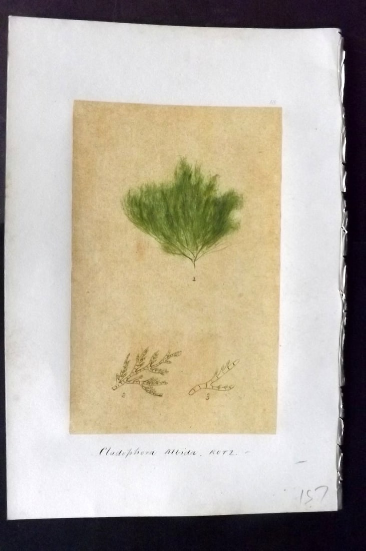 Original Art C1875 Seaweed. Cladophora Albida 18: Pen, Ink and/or Watercolour Made in C1875, England for a privately created work on British Seaweeds by an unknown but Gifted Artist. Each drawing with accompanying descriptive manuscript plate, also f