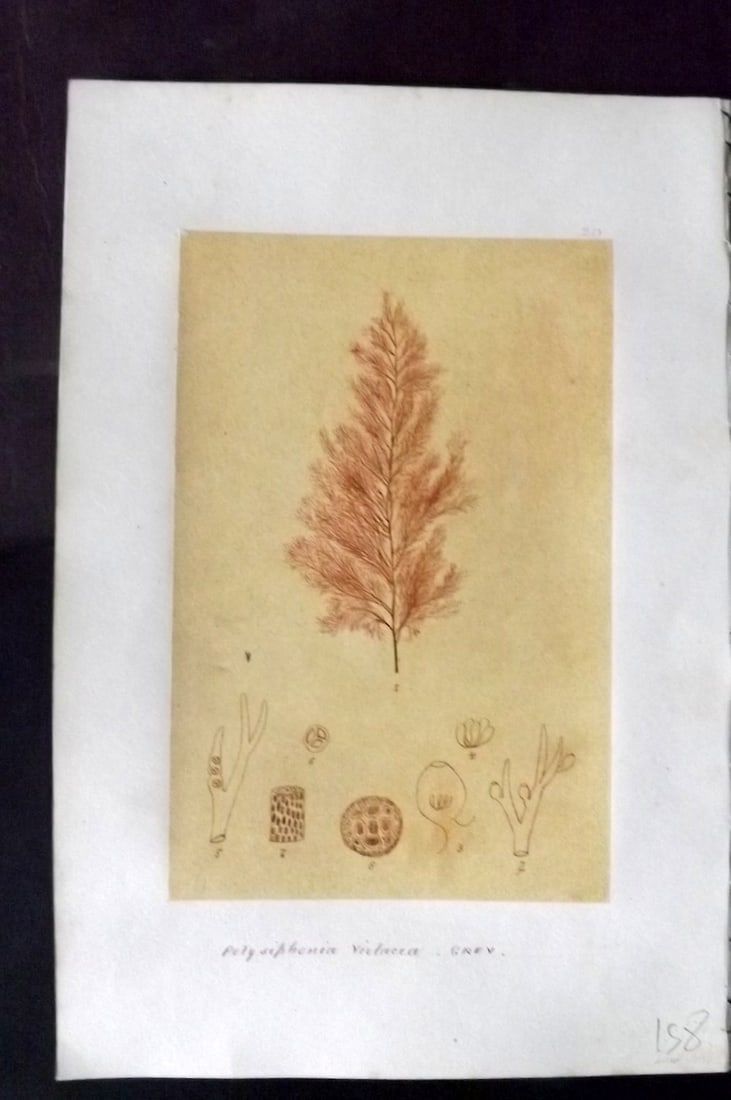 Original Art C1875 Seaweed. Polysiphonia Violacea 20: Pen, Ink and/or Watercolour Made in C1875, England for a privately created work on British Seaweeds by an unknown but Gifted Artist. Each drawing with accompanying descriptive manuscript plate, also f