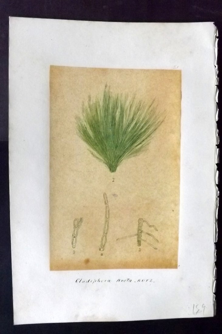 Original Art C1875 Seaweed. Cladophora Arcta 21 (1 of 1)
