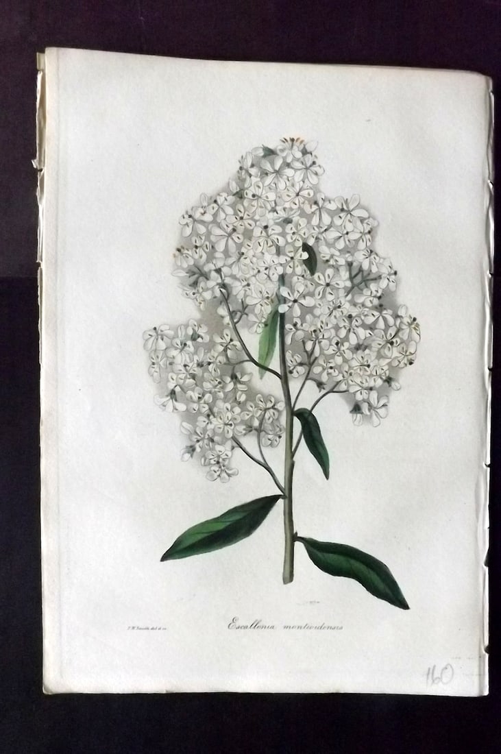 Paxton, Joseph 1836 Hand Col Botanical Print. Montevideo Escallonia: Hand Colored Etchings Published 1834-49, London for "Paxton's Magazine of Botany" by Joseph Paxton. Paper Size: 9 x 6 inch (23 x 16cm) Good Condition