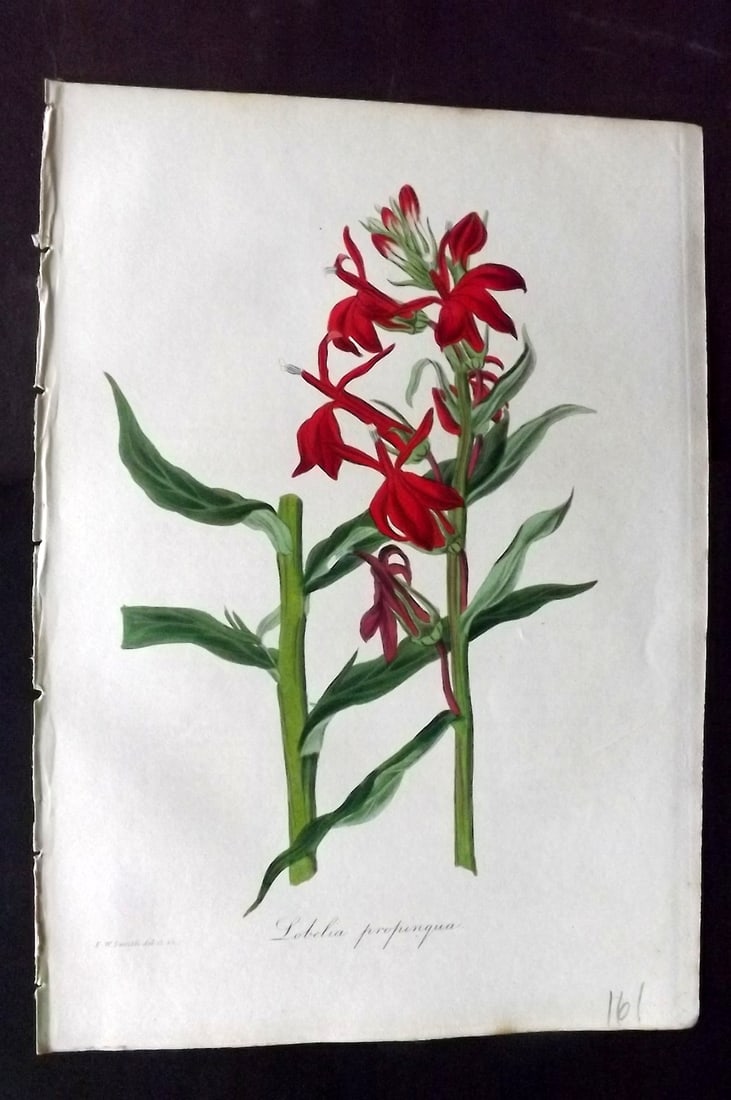 Paxton, Joseph 1836 Hand Col Botanical Print. Fulgent Lobelia Flower: Hand Colored Etchings Published 1834-49, London for "Paxton's Magazine of Botany" by Joseph Paxton. Paper Size: 9 x 6 inch (23 x 16cm) Good Condition