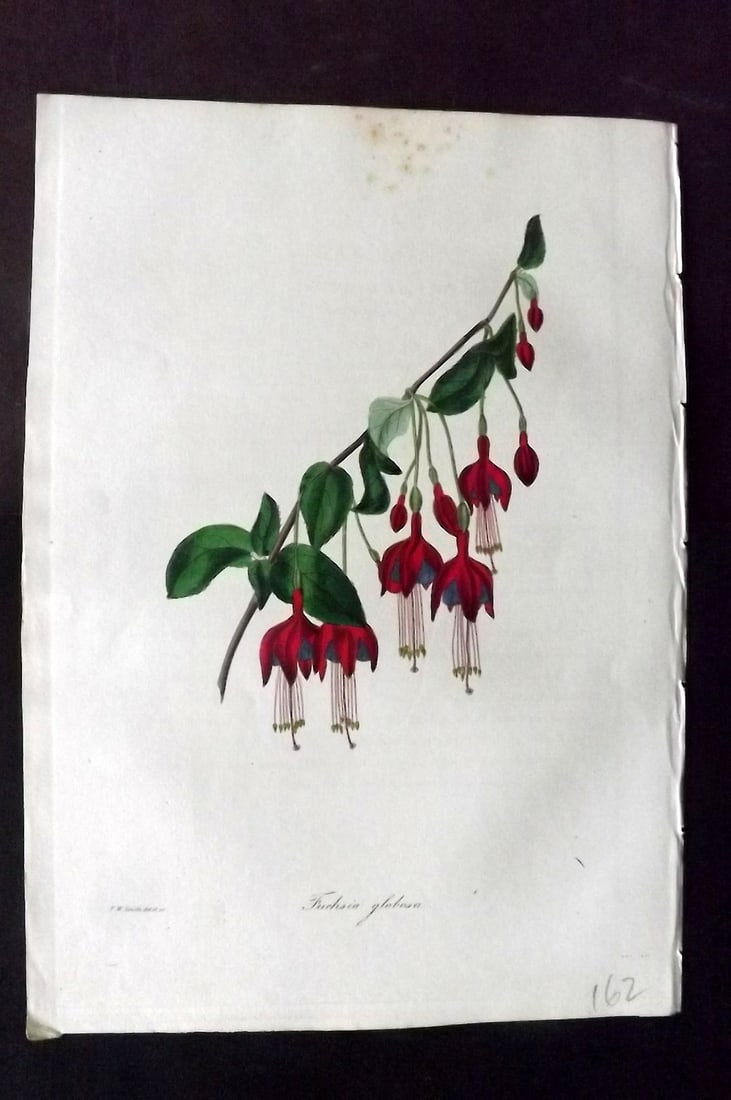 Paxton, Joseph 1836 Hand Col Botanical Print. Globe Flowered Fuchsia: Hand Colored Etchings Published 1834-49, London for "Paxton's Magazine of Botany" by Joseph Paxton. Paper Size: 9 x 6 inch (23 x 16cm) Minor margin toning. Good Condition