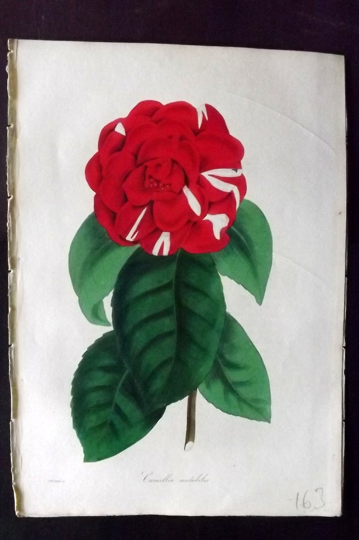 Paxton, Joseph 1836 Hand Col Botanical Print. Cunningham's Camellia Japonica: Hand Colored Etchings Published 1834-49, London for "Paxton's Magazine of Botany" by Joseph Paxton. Paper Size: 9 x 6 inch (23 x 16cm) Good Condition