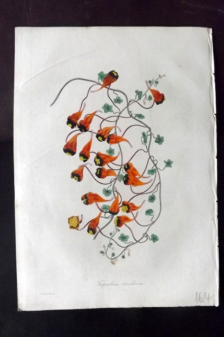 Paxton, Joseph 1836 Hand Col Botanical Print. Three-Coloured Indian Cress: Hand Colored Etchings Published 1834-49, London for "Paxton's Magazine of Botany" by Joseph Paxton. Paper Size: 9 x 6 inch (23 x 16cm) Good Condition