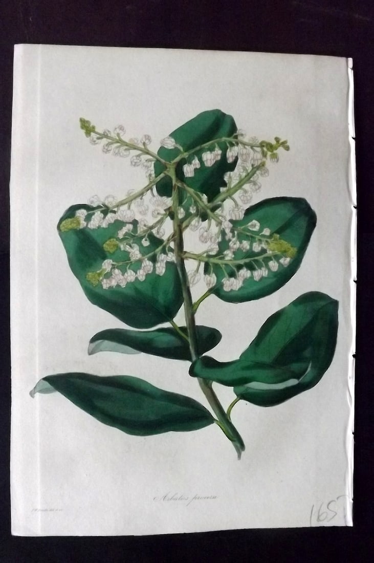 Paxton, Joseph 1836 Hand Col Botanical Print. Lofty Strawberry Tree (1 of 1)