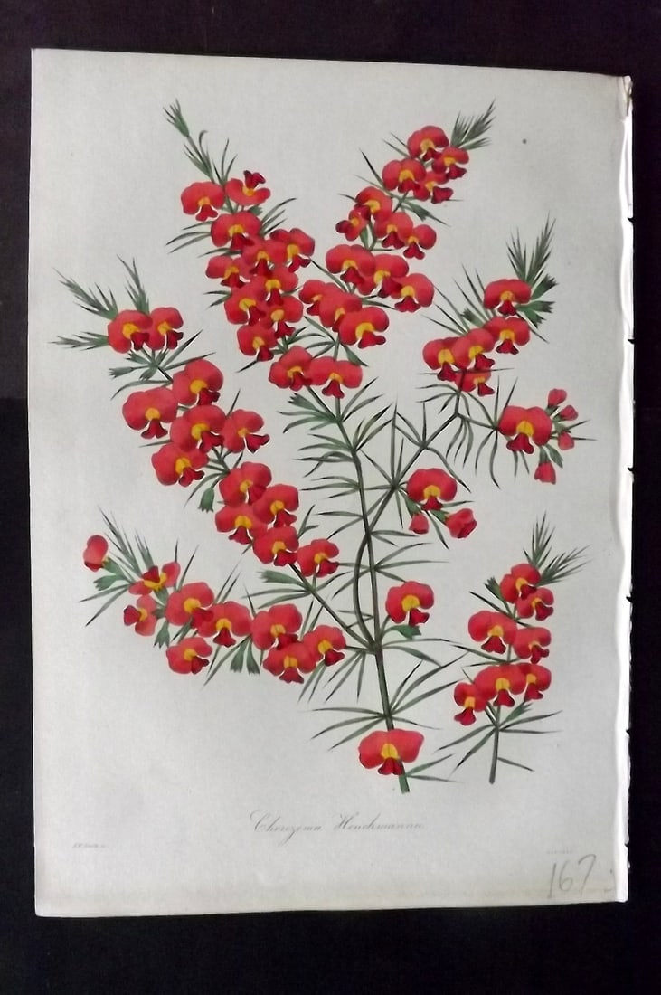 Paxton, Joseph 1836 Hand Col Botanical Print. Mr. Henchman's Chorizema (1 of 1)