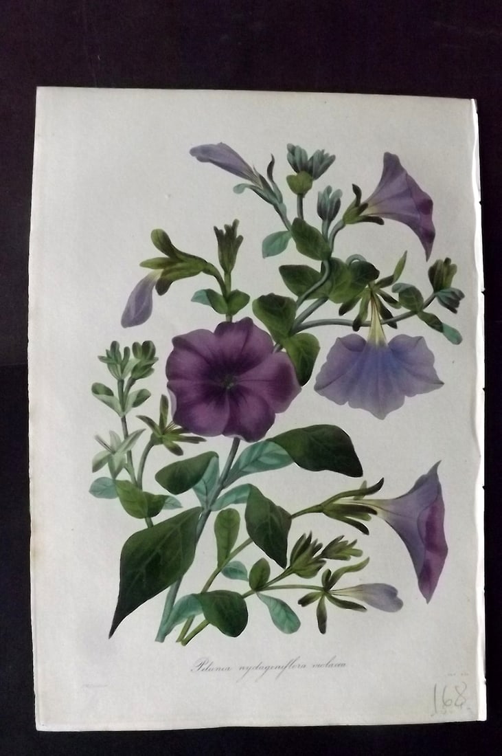 Paxton, Joseph 1836 Hand Col Botanical Print. Violet Marvel of Peru Flowered Petunia: Hand Colored Etchings Published 1834-49, London for "Paxton's Magazine of Botany" by Joseph Paxton. Paper Size: 9 x 6 inch (23 x 16cm) Good Condition