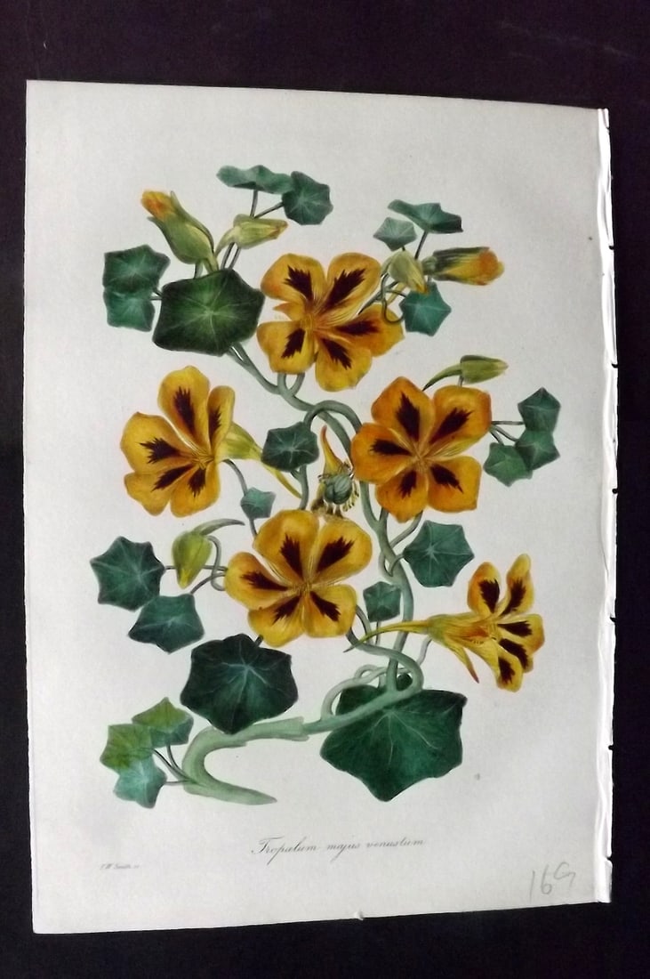 Paxton, Joseph 1836 Hand Col Botanical Print. Beautiful Large-Flowering Nasturtium: Hand Colored Etchings Published 1834-49, London for "Paxton's Magazine of Botany" by Joseph Paxton. Paper Size: 9 x 6 inch (23 x 16cm) Good Condition
