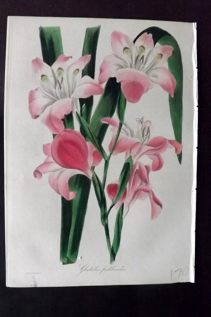 Paxton, Joseph 1836 Hand Col Botanical Print. Blush-Flowered Corn Flag. Gladiolus: Hand Colored Etchings Published 1834-49, London for "Paxton's Magazine of Botany" by Joseph Paxton. Paper Size: 9 x 6 inch (23 x 16cm) Good Condition