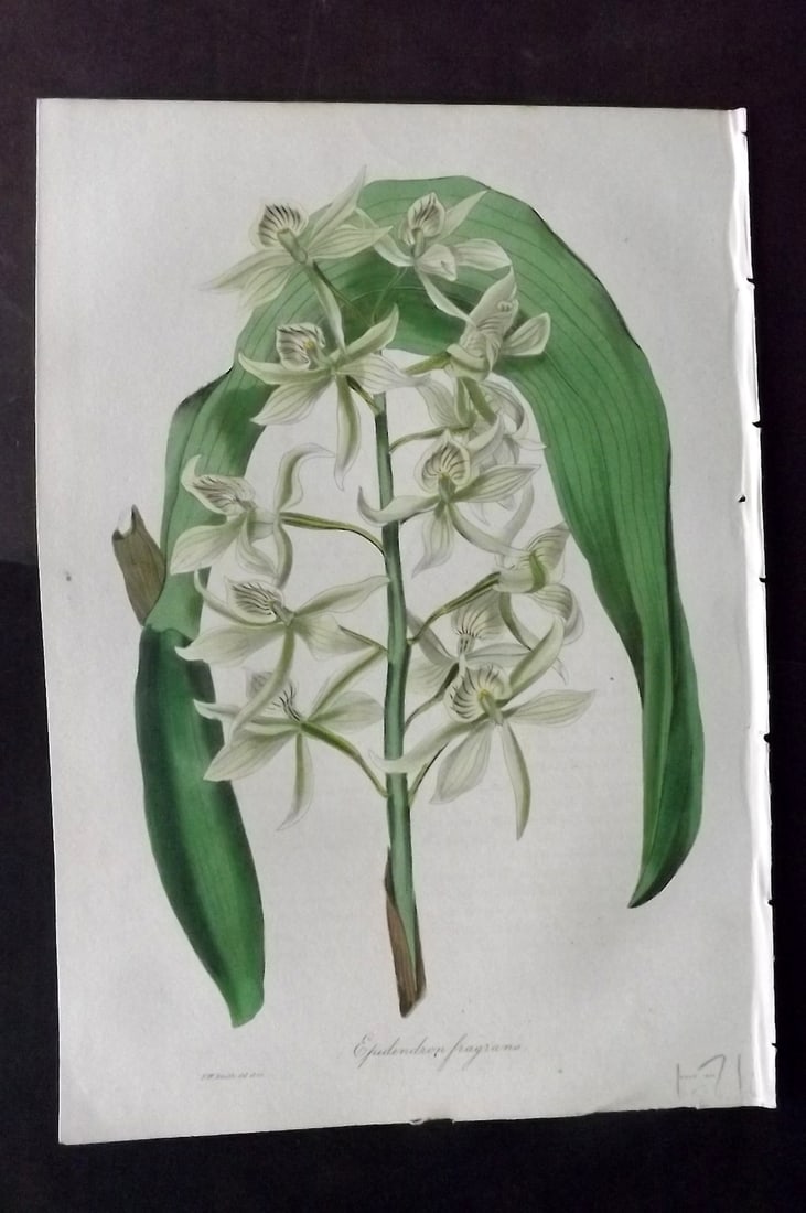 Paxton, Joseph 1836 Hand Col Botanical Print. Sweet-Scented Epidendron. Orchid: Hand Colored Etchings Published 1834-49, London for "Paxton's Magazine of Botany" by Joseph Paxton. Paper Size: 9 x 6 inch (23 x 16cm) Good Condition