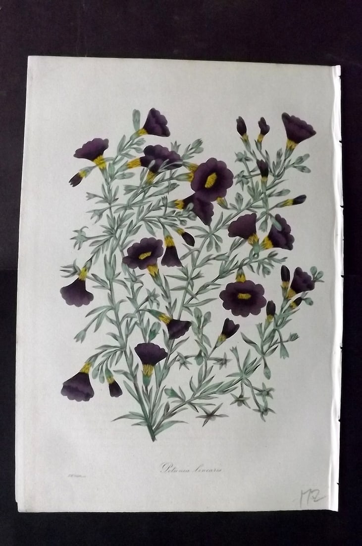 Paxton, Joseph 1836 Hand Col Botanical Print. Narrow Leaved Petunia: Hand Colored Etchings Published 1834-49, London for "Paxton's Magazine of Botany" by Joseph Paxton. Paper Size: 9 x 6 inch (23 x 16cm) Good Condition