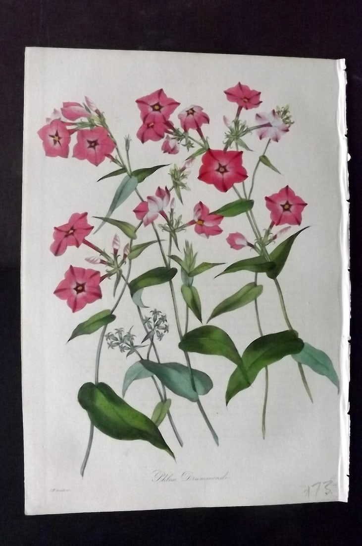 Paxton, Joseph 1836 Hand Col Botanical Print. Mr Drummond's Lichnidea (1 of 1)