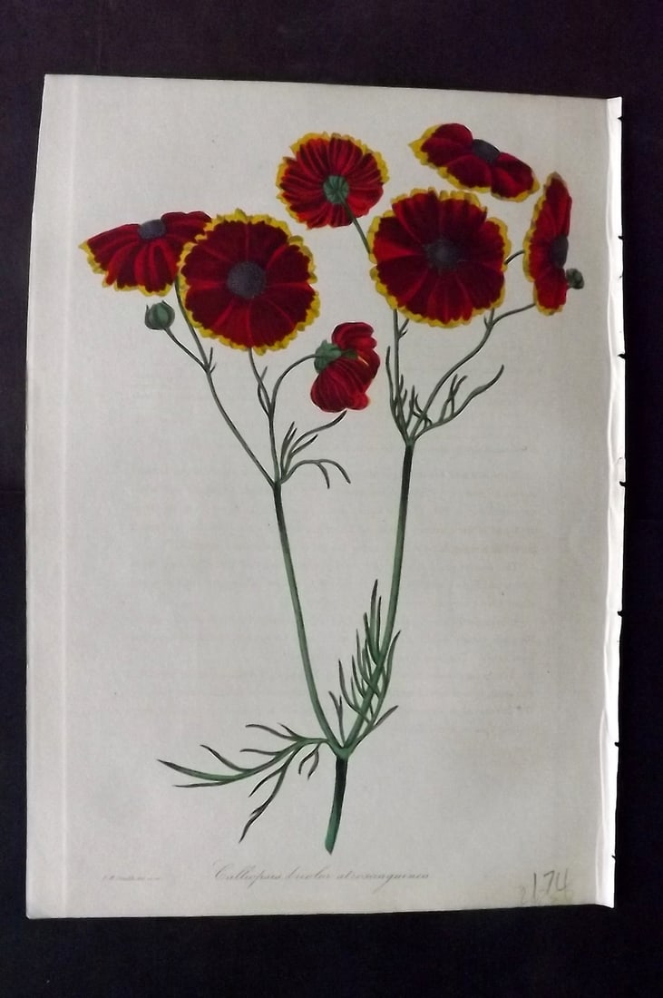 Paxton, Joseph 1836 Hand Col Botanical Print. Crimson Two-Coloured Callipsis: Hand Colored Etchings Published 1834-49, London for "Paxton's Magazine of Botany" by Joseph Paxton. Paper Size: 9 x 6 inch (23 x 16cm) Good Condition