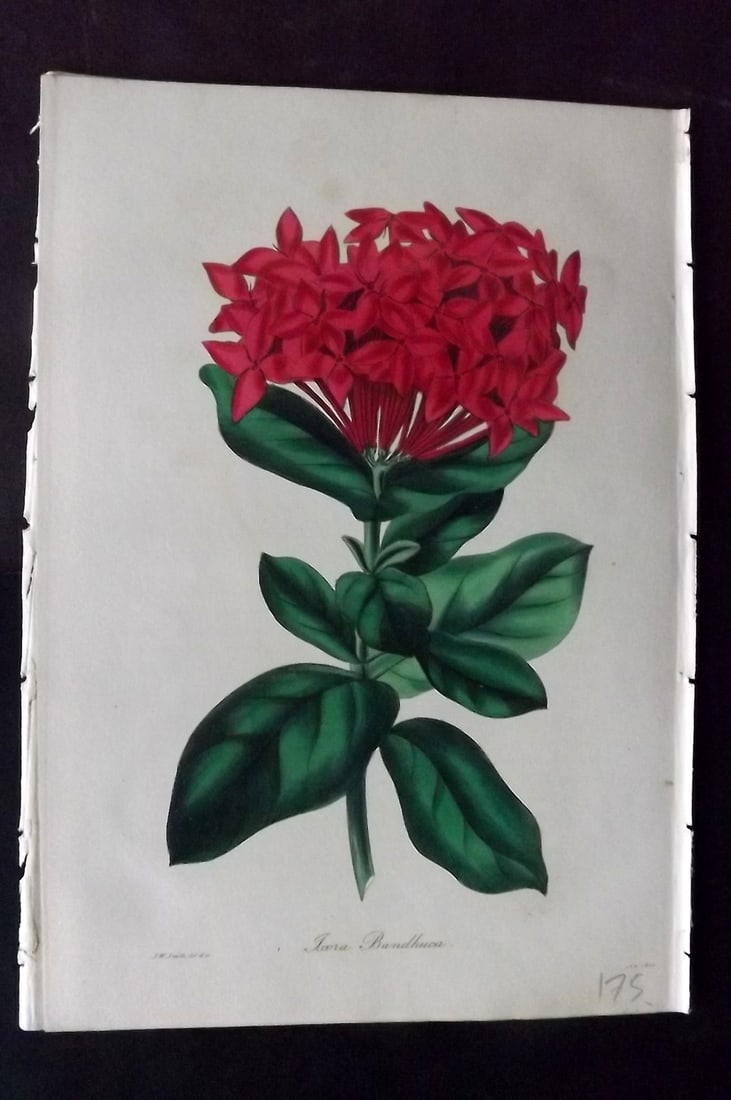 Paxton, Joseph 1836 Hand Col Botanical Print. Bandhooka Ixora: Hand Colored Etchings Published 1834-49, London for "Paxton's Magazine of Botany" by Joseph Paxton. Paper Size: 9 x 6 inch (23 x 16cm) Good Condition