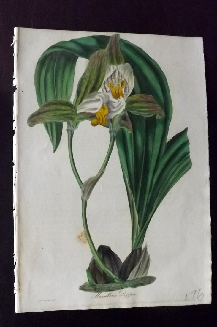 Paxton, Joseph 1836 Hand Col Botanical Print. Mr. Deppe's Maxillaria Orchid (1 of 1)