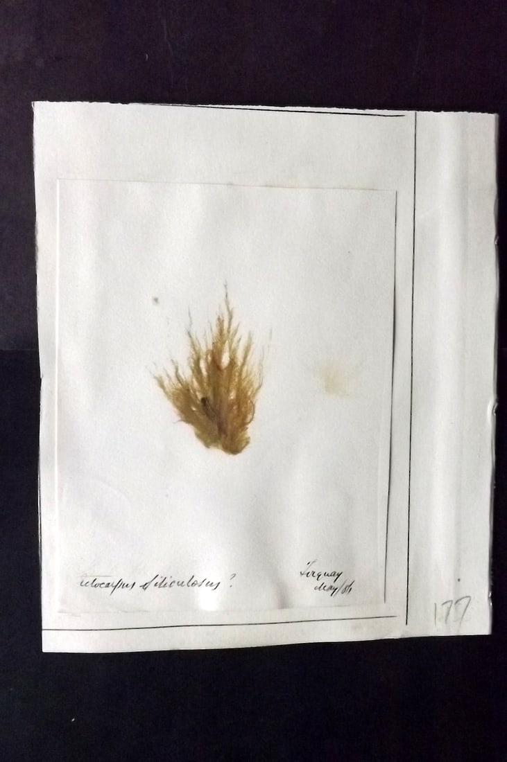 Pressed Seaweed 1880's British Herbarium from Torquay, Devon (1 of 1)