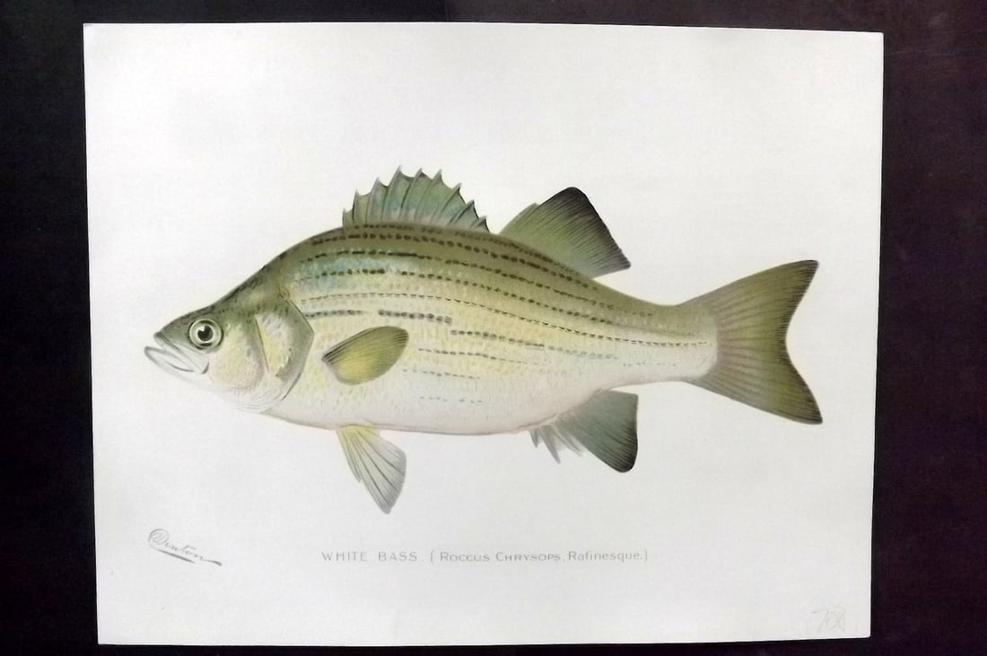 Denton, Sherman 1902 Folio Fish Print. White Bass (1 of 1)