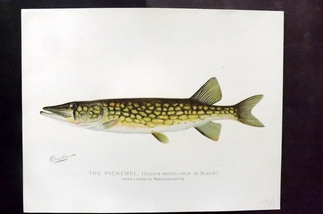 Denton, Sherman 1902 Folio Fish Print. The Pickerel (1 of 1)