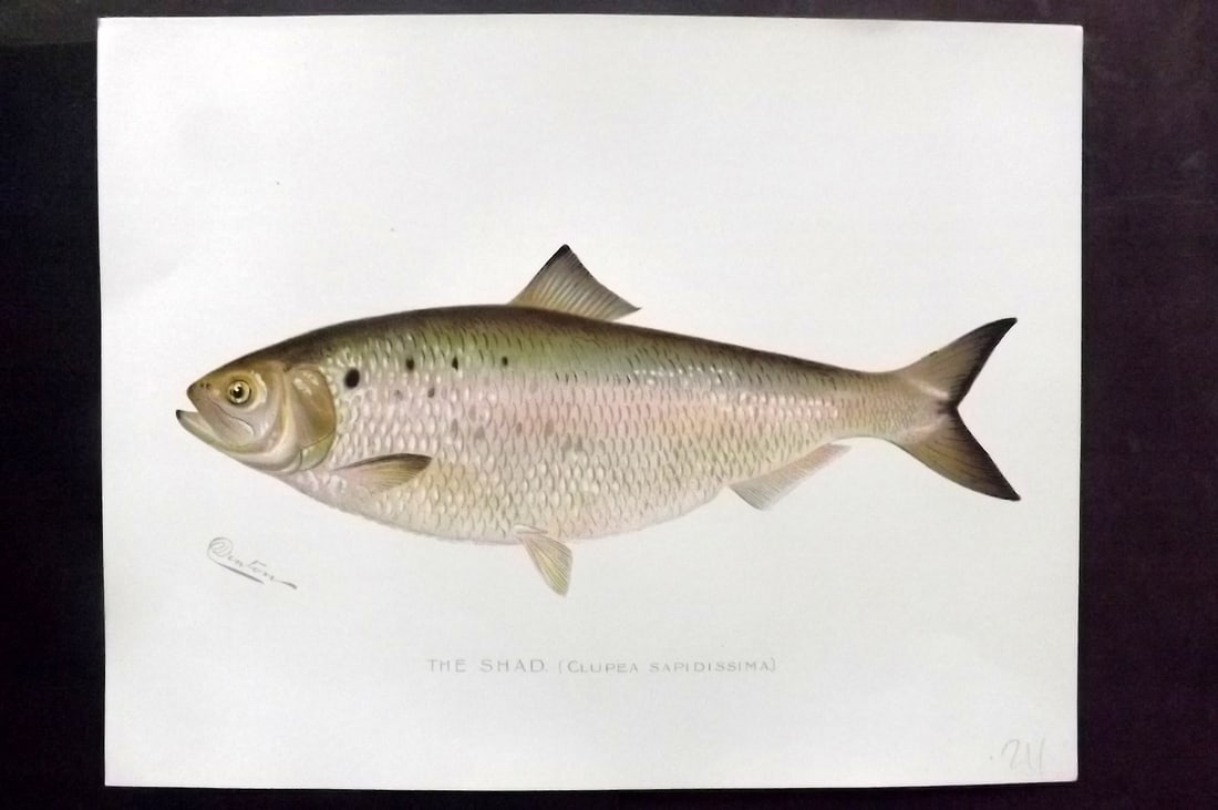 Denton, Sherman 1902 Folio Fish Print. Shad (1 of 1)
