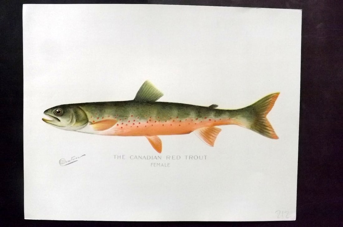 Denton, Sherman 1902 Folio Fish Print. Canadian Red Trout - Female: Chromolithograph Published 1902, Albany for "Fish and Game of the State of New York. Seventh Report" First and Deluxe Edition by the Forest, Fish and Game Commission of New York. Illustrated by Sherma