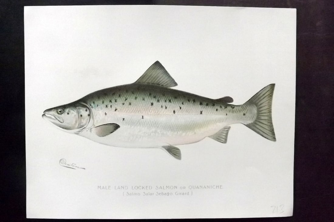 Denton, Sherman 1902 Folio Fish Print. Male Land Locked Salmon or Quananiche (1 of 1)