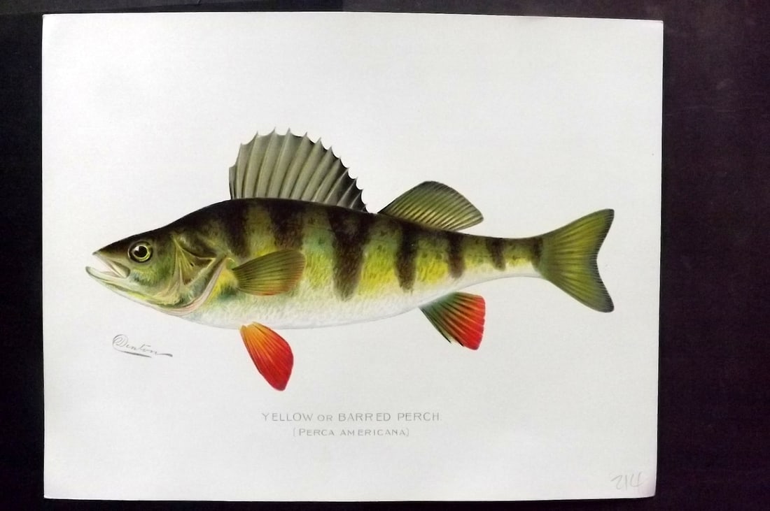 Denton, Sherman 1902 Folio Fish Print. Yellow or Barred Perch (1 of 1)