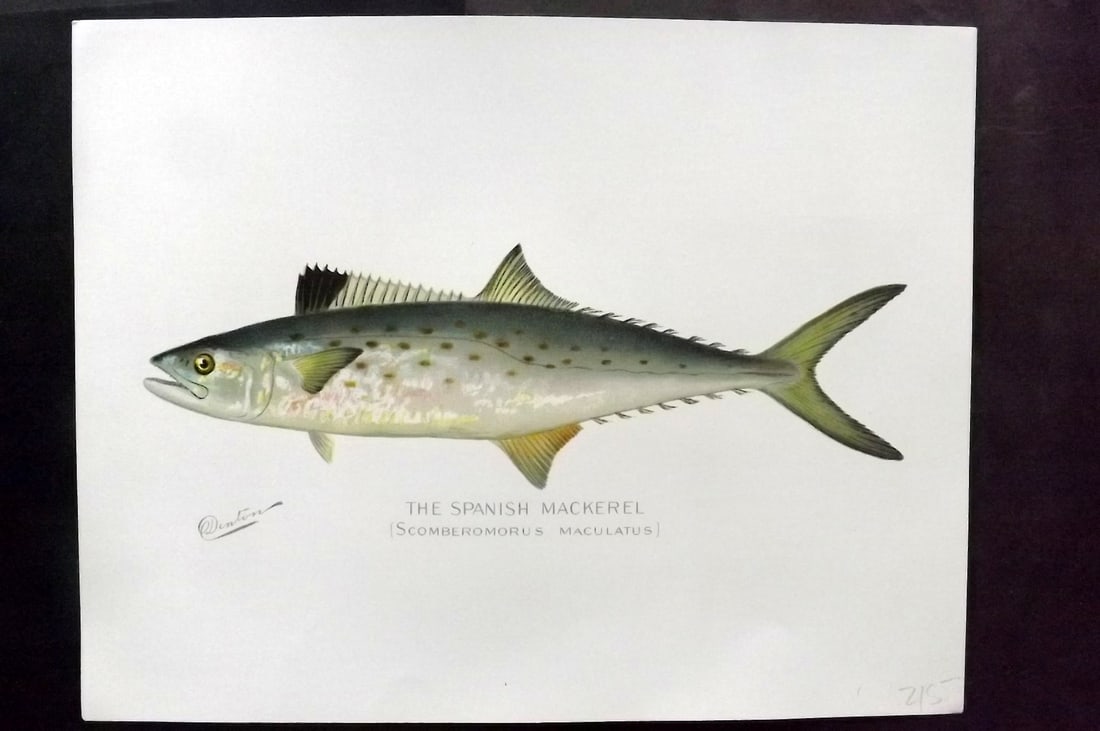 Denton, Sherman 1902 Folio Fish Print. Spanish Mackerel (1 of 1)