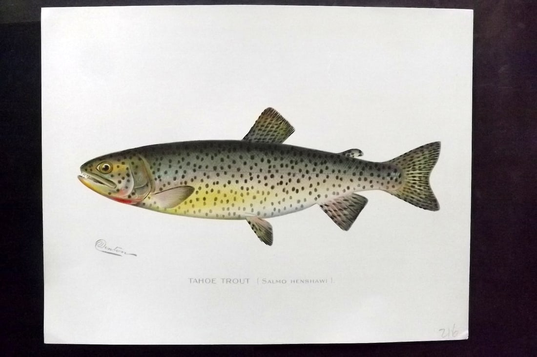 Denton, Sherman 1902 Folio Fish Print. Tahoe Trout (1 of 1)