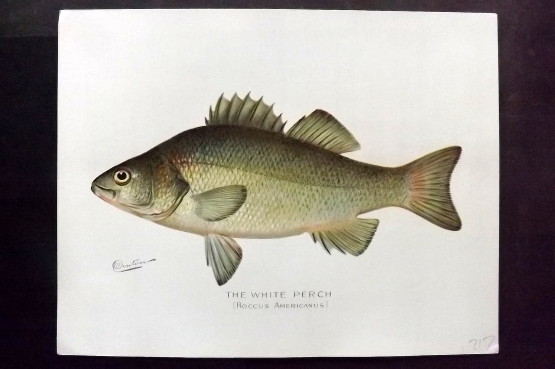 Denton, Sherman 1902 Folio Fish Print. White Perch (1 of 1)
