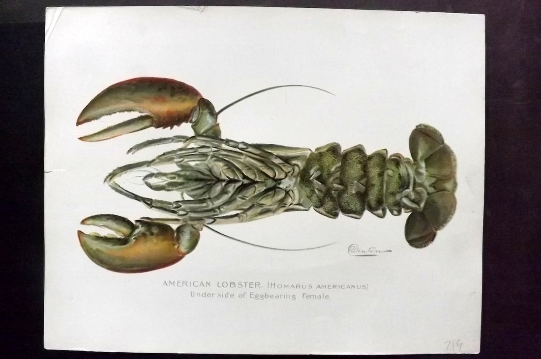 Denton, Sherman 1902 Folio Sea Life Print. American Lobster: Chromolithograph Published 1902, Albany for "Fish and Game of the State of New York. Seventh Report" First and Deluxe Edition by the Forest, Fish and Game Commission of New York. Illustrated by Sherma
