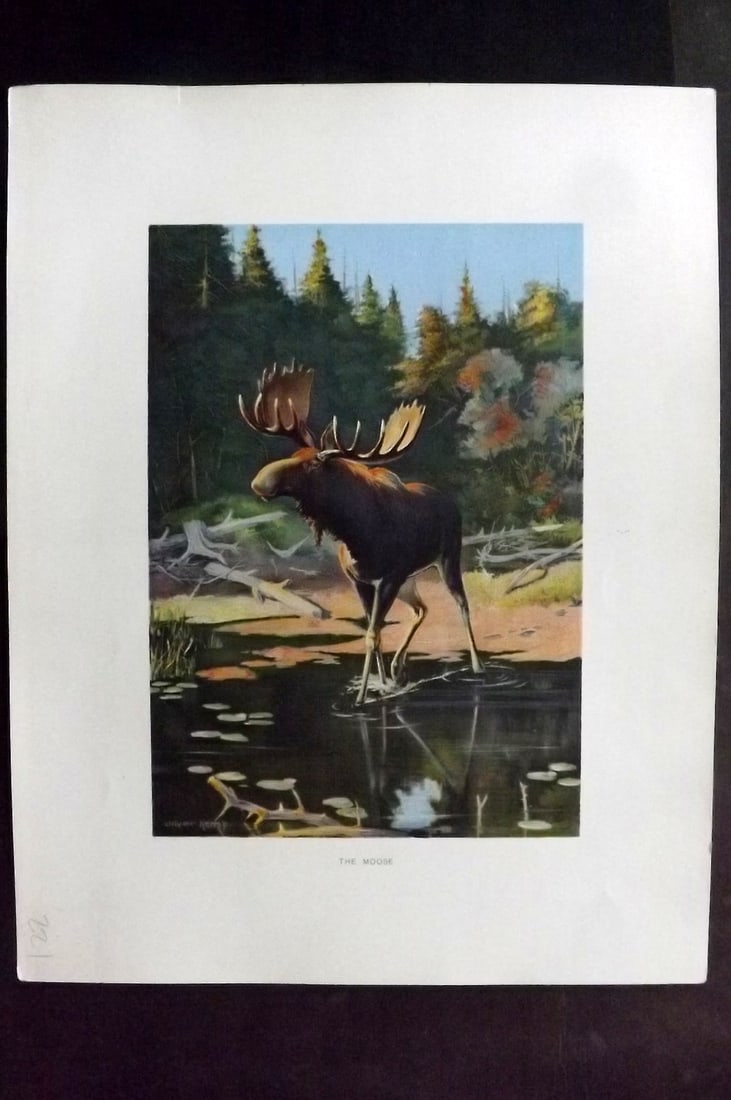 Kemp, Oliver 1902 Folio Print. Moose: Chromolithograph Published 1902, Albany for "Fish and Game of the State of New York. Seventh Report" First and Deluxe Edition by the Forest, Fish and Game Commission of New York. Illustrated by Sherma