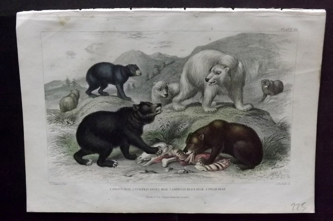 Goldsmith, Oliver 1856 HCol Print Grisly, European Brown, American Black, Polar Bear 48: Hand Colored Steel Engraving Published 1854-55 by Blackie & Son, London for "A History of the Earth and Animated Nature"by Oliver Goldsmith. Paper Size: 9.5 x 6 inch (24 x 16cm) Good Condition