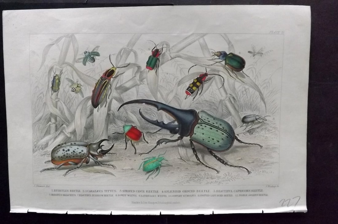 Goldsmith, Oliver 1856 Hand Col Print. Beetles 71: Hand Colored Steel Engraving Published 1854-55 by Blackie & Son, London for "A History of the Earth and Animated Nature"by Oliver Goldsmith. Paper Size: 9.5 x 6 inch (24 x 16cm) Good Condition