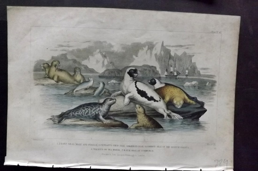 Goldsmith, Oliver 1856 Hand Col Print. Seals, Walrus 42: Hand Colored Steel Engraving Published 1854-55 by Blackie & Son, London for "A History of the Earth and Animated Nature"by Oliver Goldsmith. Paper Size: 9.5 x 6 inch (24 x 16cm) Very minor toning, oth
