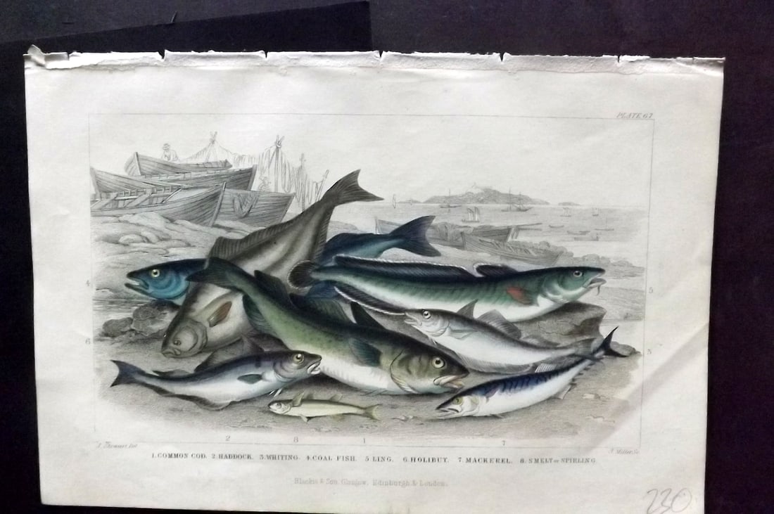 Goldsmith, Oliver 1856 HCol Fish Print. Cod, Haddock, Whiting, Coal Fish, Mackerel 67 (1 of 1)