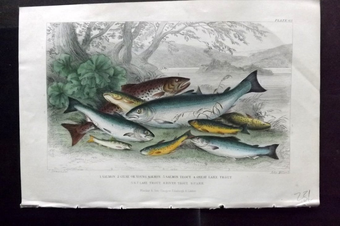 Goldsmith, Oliver 1856 Hand Col Fish Print. Salmon, Salmon Trout, Trout 65: Hand Colored Steel Engraving Published 1854-55 by Blackie & Son, London for "A History of the Earth and Animated Nature"by Oliver Goldsmith. Paper Size: 9.5 x 6 inch (24 x 16cm) Good Condition