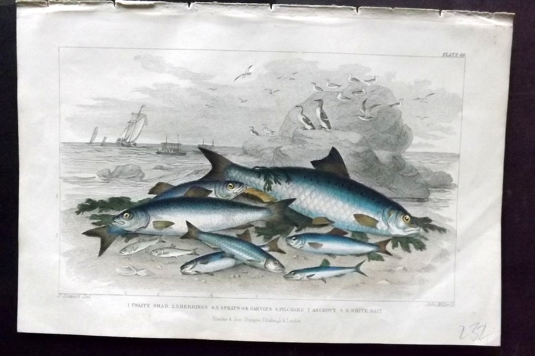 Goldsmith, Oliver 1856 Twaite, Shad, Herrings, Sprat, Pilchard, Anchov, Whitebait 66: Hand Colored Steel Engraving Published 1854-55 by Blackie & Son, London for "A History of the Earth and Animated Nature"by Oliver Goldsmith. Paper Size: 9.5 x 6 inch (24 x 16cm) Good Condition